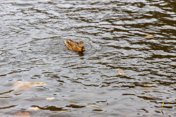 Female mallard duck swimming in calm autumn pond