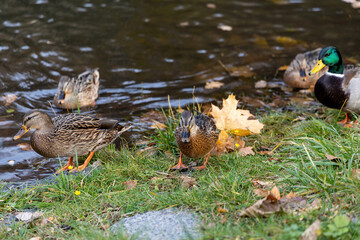 Wild ducks walking and swimming near autumn pond shore
