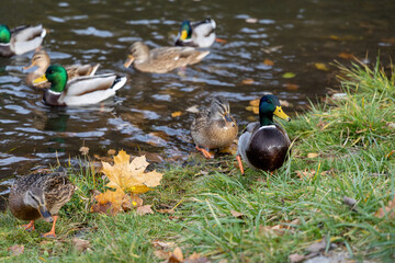 Mallard ducks near pond with autumn leaves on grass
