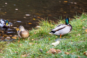 Mallard ducks by the riverbank in autumn
