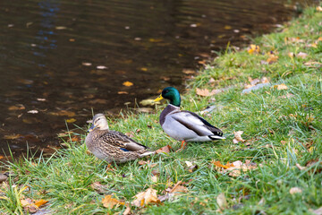 Pair of mallard ducks resting near a pond in autumn park