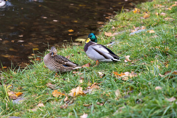 Pair of mallard ducks by a pond on autumn grass