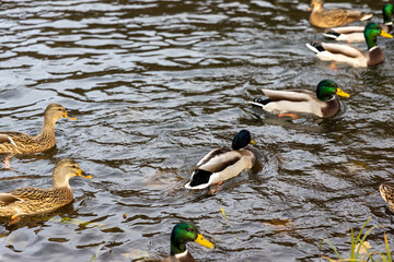 Group of mallard ducks swimming in pond during day