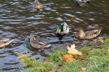 Mallard ducks swimming in pond with autumn leaves
