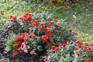 Red chrysanthemum flowers blooming in a garden during autumn