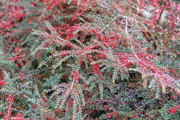 Close up of red berries on shrub branches outdoors