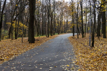 Empty asphalt path winding through autumn forest with fallen leaves
