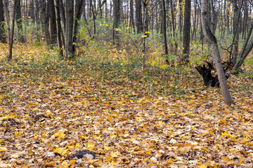 Autumn forest with fallen yellow leaves covering the ground
