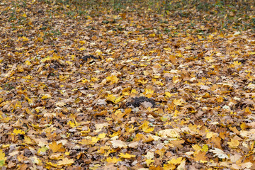 Golden autumn leaves covering forest ground
