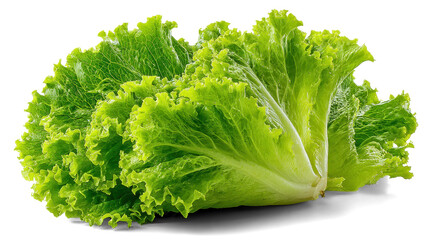 lettuce leaves for breakfast or lunch salad on white background
