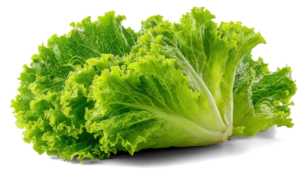 lettuce leaves for breakfast or lunch salad on white background