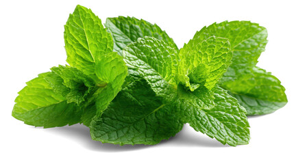 Fresh mint on white background