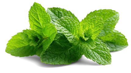 Fresh mint on white background