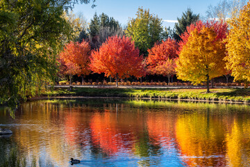 Variety of beautiful trees turning color for the fall in Eagle, Idaho