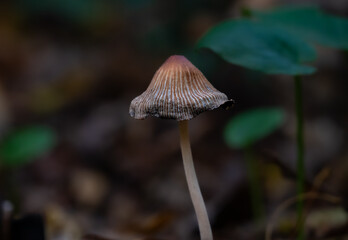 mushroom in the forest