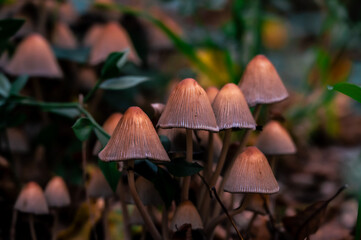 mushroom in the forest