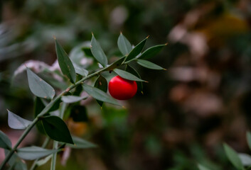 red berries on a branch