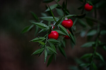 red berries on a branch