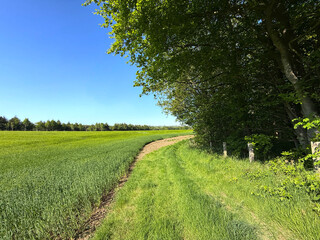 A lush green path meanders alongside a quiet field under a wide blue sky. Sunlight filters through the trees, casting soft shadows across the grass in Farnley, Yorkshire, UK