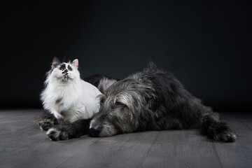 A Scottish Deerhound lays down beside a fluffy cat, both resting in a dark studio setting. The black background and soft lighting add depth to the image.