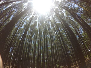 sunlight through the window 