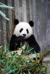 Obraz premium A giant panda sits peacefully while munching on bamboo. Captured in a calm moment, this adorable panda showcases the charm of wildlife in its natural behavior. Perfect for nature and animal lovers! 