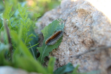 Hairy caterpillar crawling on a green leaf in natural environment