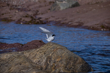 Bird on rock
