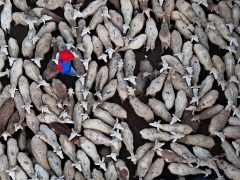Aerial view of a shepherd in red and blue clothing amidst a sea of sheep, their woolly coats creating a textured landscape, Ninh Thuan, Ninh Thuận, Vietnam.