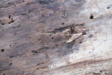 brown wood texture, dark wooden abstract background

