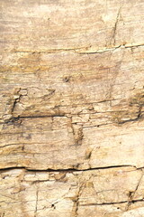 brown wood texture, dark wooden abstract background
