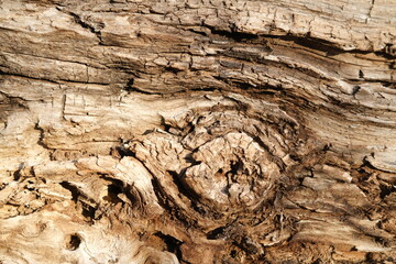 brown wood texture, dark wooden abstract background
