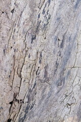 brown wood texture, dark wooden abstract background
