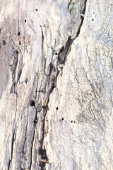 brown wood texture, dark wooden abstract background
