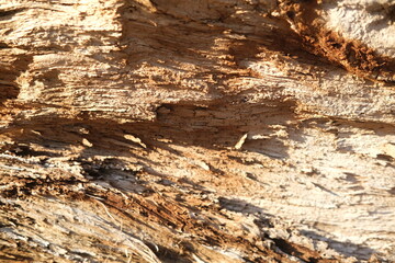 brown wood texture, dark wooden abstract background

