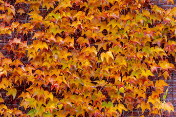 Selective focus of Parthenocissus tricuspidata or Boston ivy in the garden with sunlight, Colourful yellow orange leaves of vine covered the brick wall, Leaf pattern texture, Natural autumn background