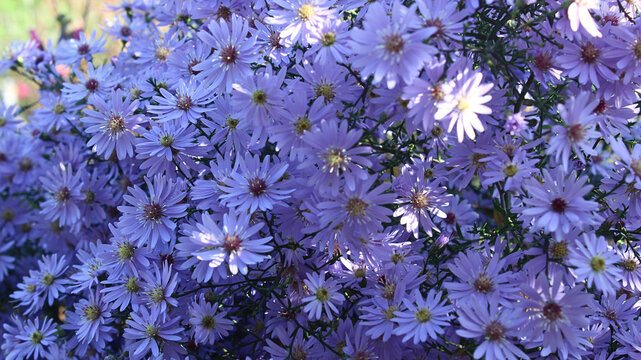 Lavender Purple Asters in Full Bloom — Soft Floral Background