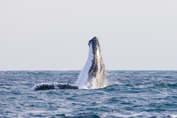 Fototapeta premium Humpback Whale seen dramatically breaching out of the water during their eastern Australia migration