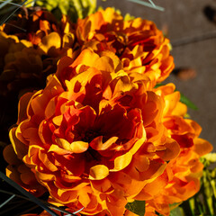 Vibrant Orange Chrysanthemum Bloom Macro