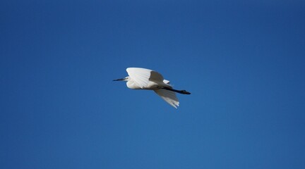 Aigrette en vol