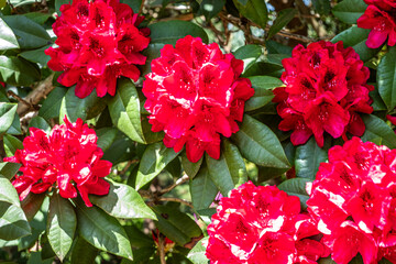 Rhododendron shrub with vibrant red flowers clustered among lush green leaves, showcasing the beauty of nature in full bloom, perfect for floral enthusiasts and gardening lovers
