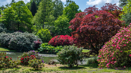 Rhododendron shrubs in vibrant colors surround a tranquil pond, creating a lush and vivid landscape that showcases nature's beauty and serenity in a peaceful garden setting