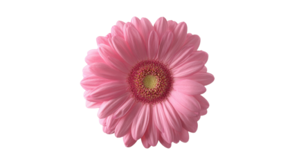 Close-up of pink gerbera daisy bloom isolated