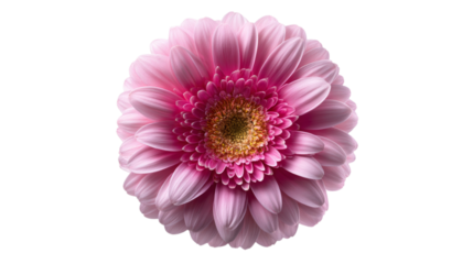 Blooming pink gerbera daisy close-up macro photography isolated