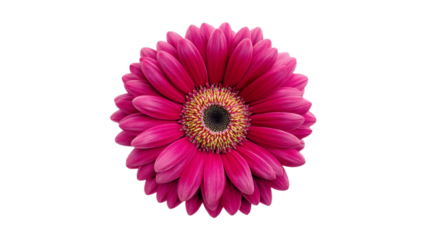 Vibrant pink gerbera daisy bloom close-up isolated