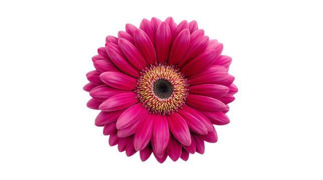 Vibrant pink gerbera daisy bloom close-up isolated