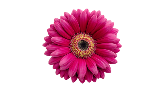 Vibrant pink gerbera daisy bloom close-up isolated