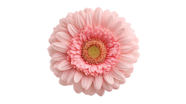 Close-up of a pink gerbera daisy bloom isolated - Powered by Adobe