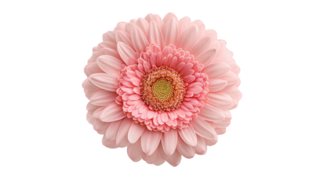 Close-up of a pink gerbera daisy bloom isolated