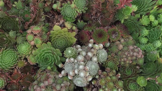 Close up view of an cactus with inception mode on a cloudy day